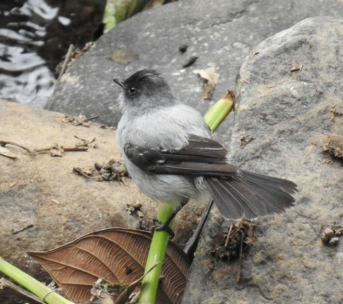 Sturzbach-Kleintyrann (Serpophaga cinerea)