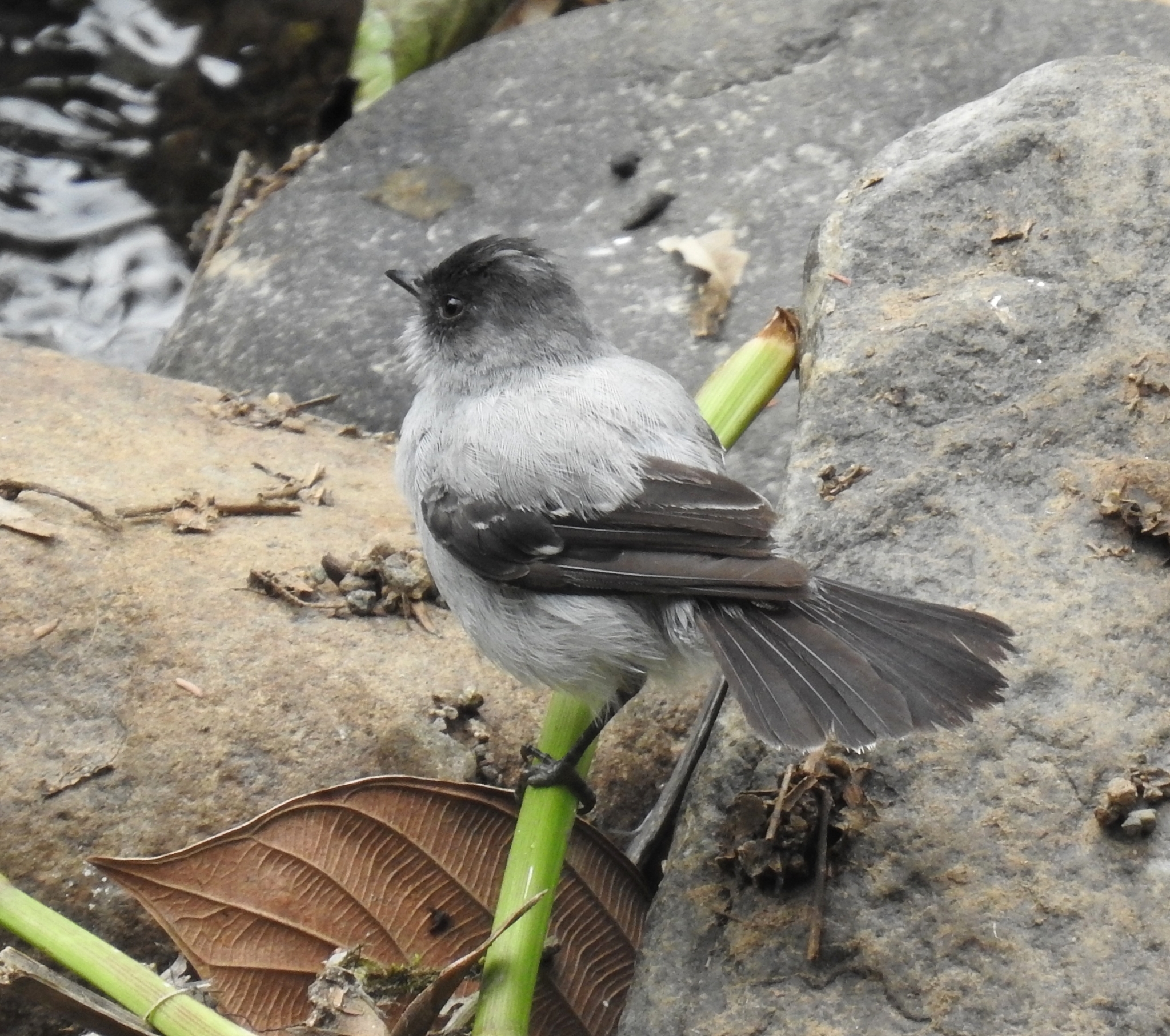 Torrent Tyrannulet illustration