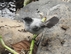 Torrent Tyrannulet photo 3