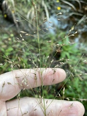 Panicum virgatum cubense