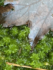 Sphagnum cuspidatum