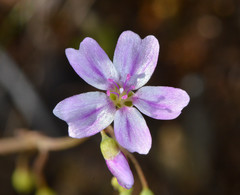 Claytonia exigua