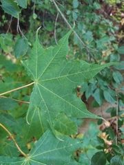 Acer cappadocicum