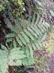 Cyathea colensoi