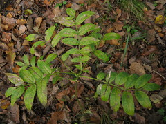 Dictamnus dasycarpus