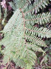 Cyathea colensoi