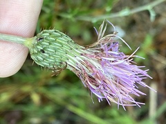 Cirsium virginianum
