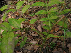 Dictamnus dasycarpus