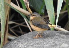 Buff-Rumped Warbler photo 3