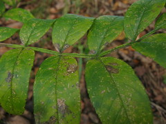 Dictamnus dasycarpus