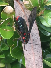 Sesiidae