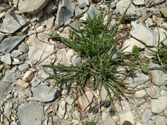 Cyperus glaber