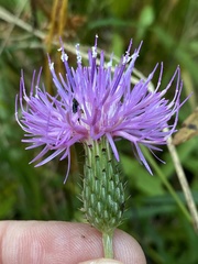 Cirsium virginianum