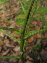 Dictamnus dasycarpus