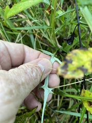 Cirsium virginianum