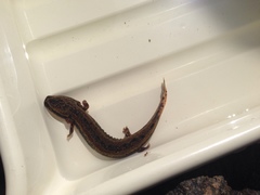 Necturus maculosus