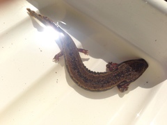Necturus maculosus
