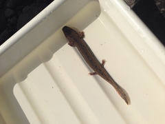 Necturus maculosus