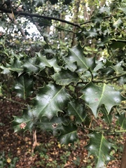 Ilex aquifolium