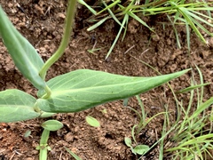 Senecio latifolius