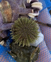 Green Sea Urchin