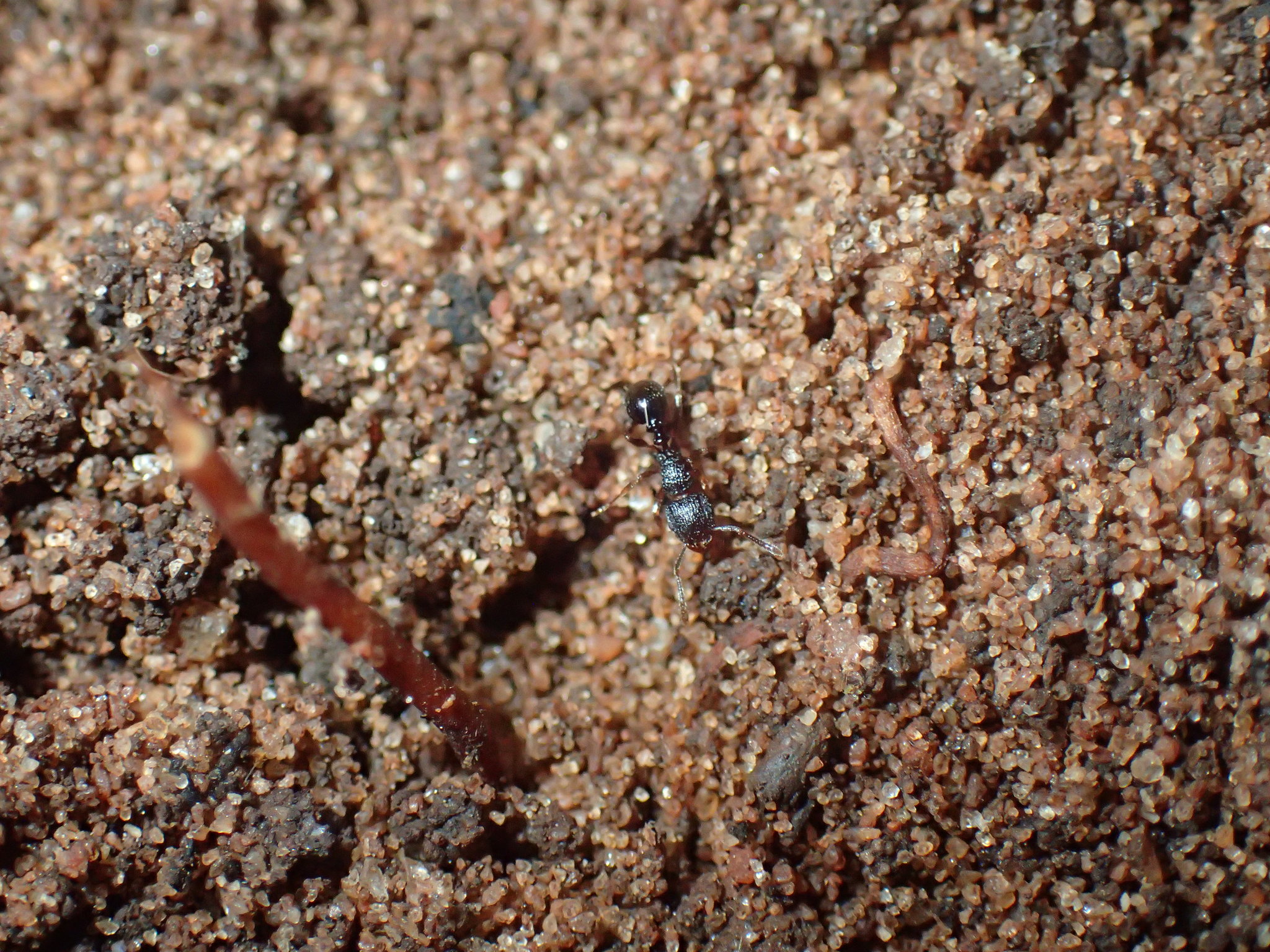 Tetramorium erectum