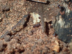 Tetramorium erectum