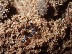 Tetramorium erectum