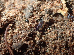 Tetramorium erectum
