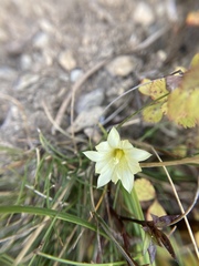 Gentiana scabrida