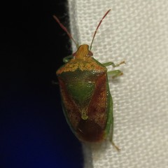 Banasa subcarnea