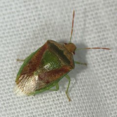 Banasa subcarnea