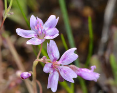 Claytonia exigua