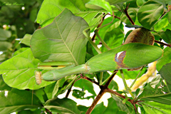 Stagmatoptera biocellata