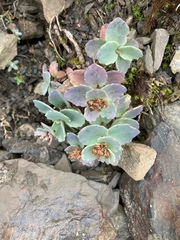 Phedimus subcapitatum