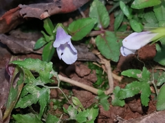 Torenia anagallis