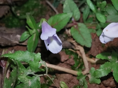Torenia anagallis