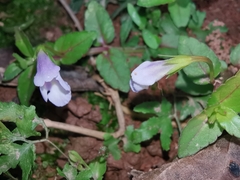 Torenia anagallis