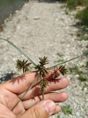 Cyperus glaber