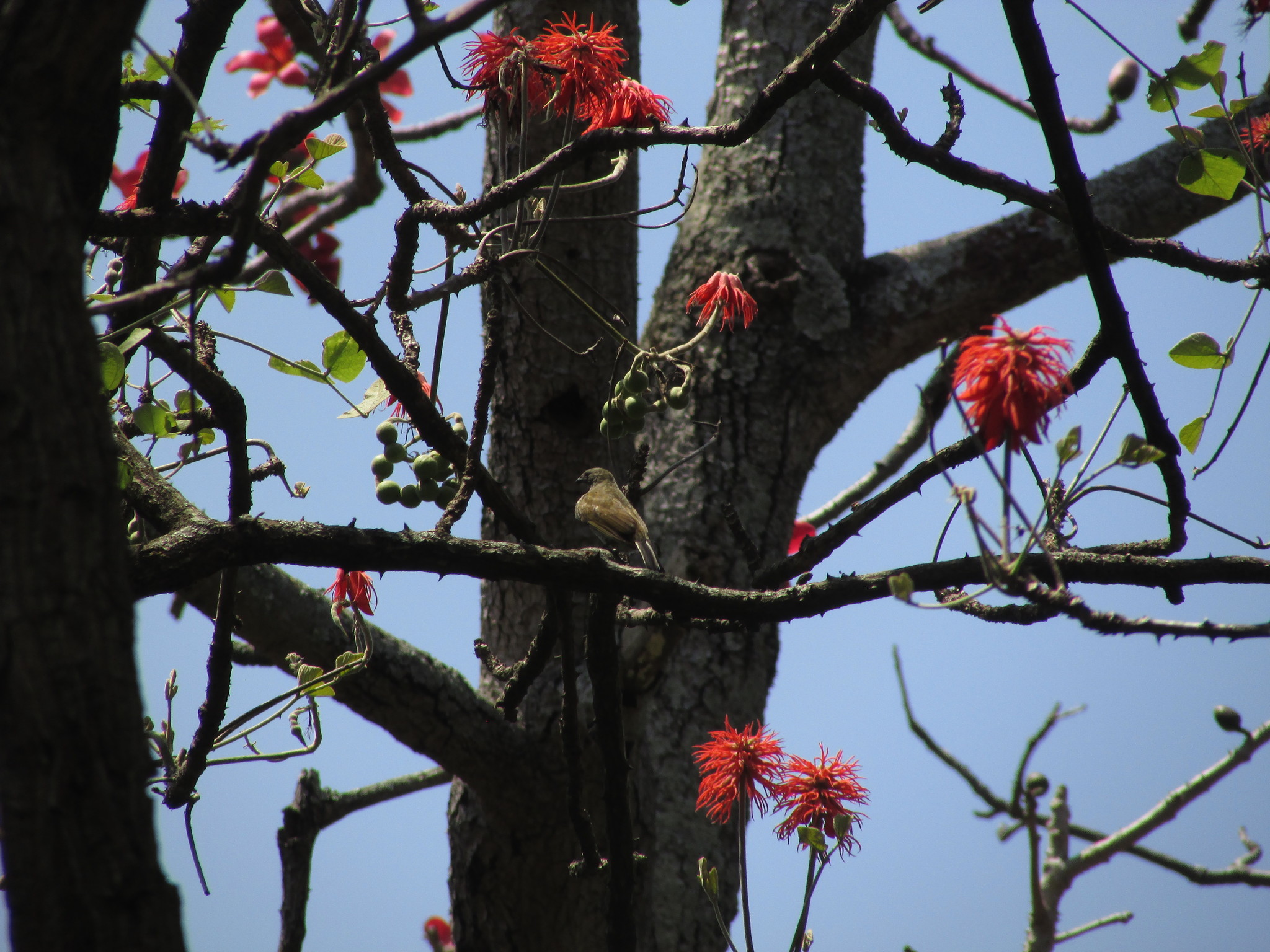 Lesser Honeyguide (Indicator minor)