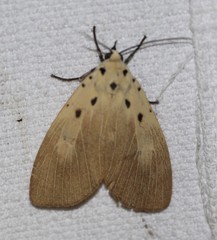 Asota iodamia