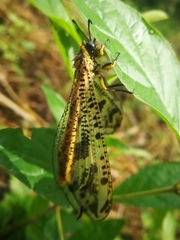 Palparini