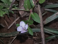 Torenia anagallis