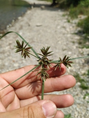 Cyperus glaber