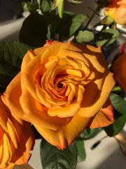Rosa