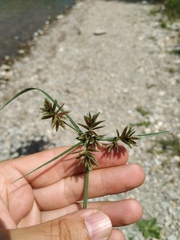 Cyperus glaber