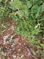 Polygonum jucundum