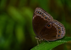 Ethope himachala