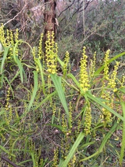 Dioscorea hastifolia