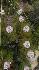 Serruria hirsuta